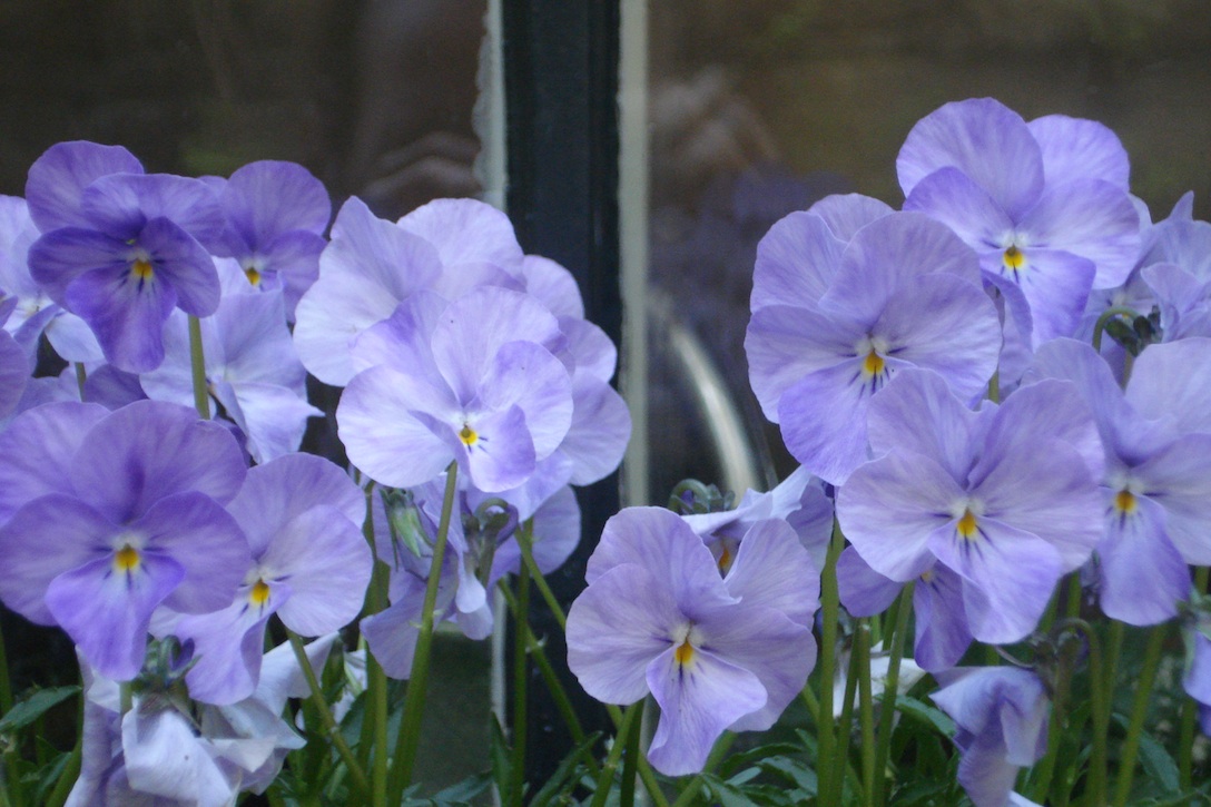 Pennine Gardening Viola cornuta, scented flowers spring till autumn!