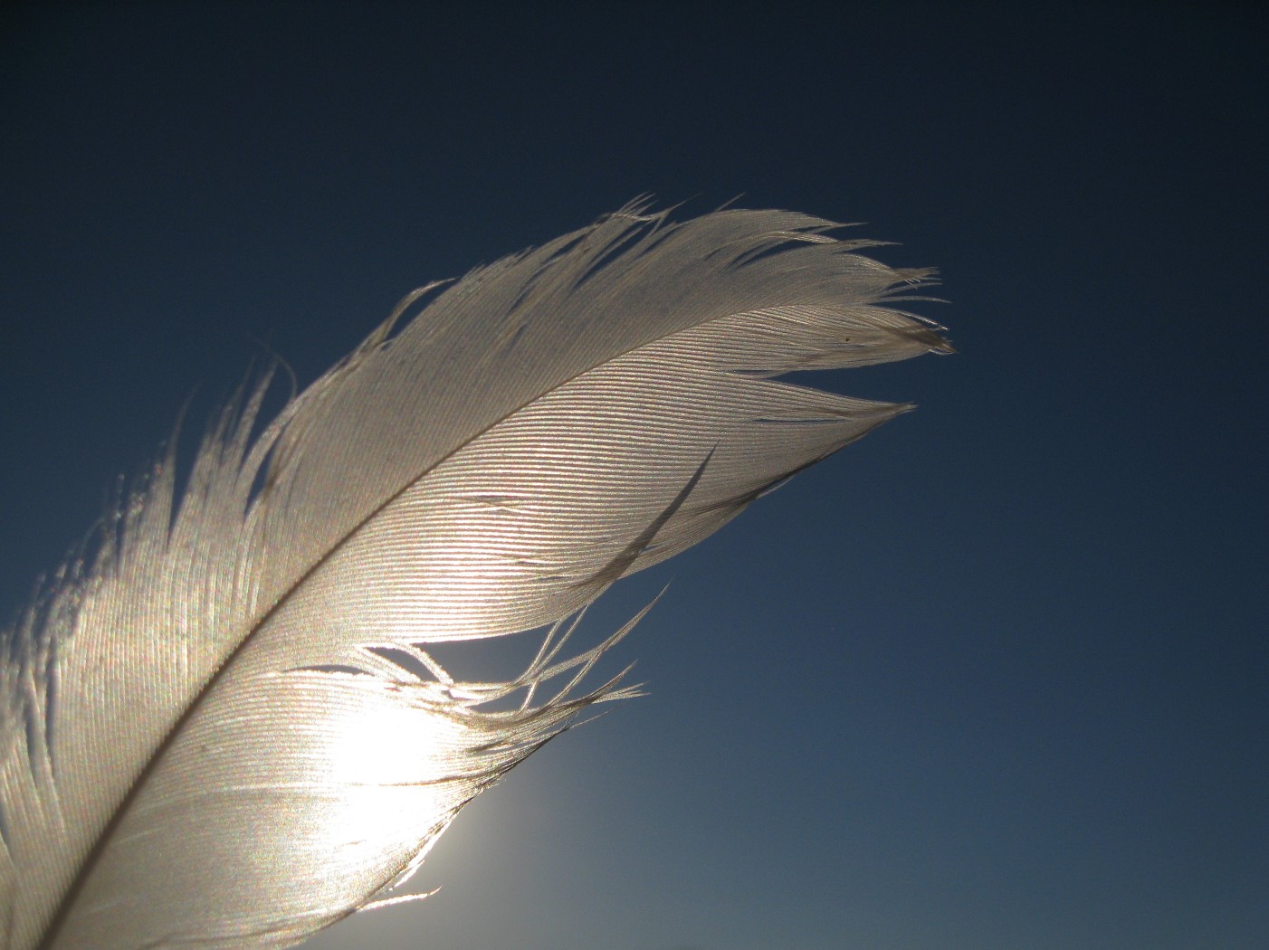 Перо в новом