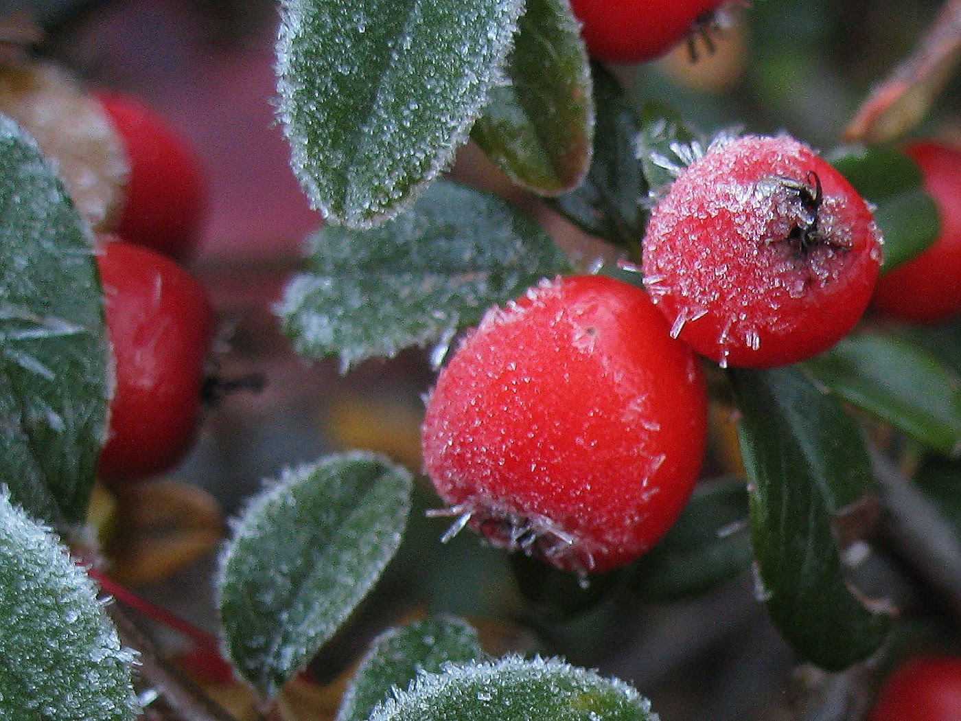 Shari's Chocolate Box First Frost
