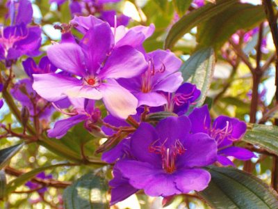 [800px-Purple_flowers_2.jpg]