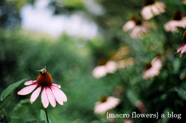 {macro flowers}