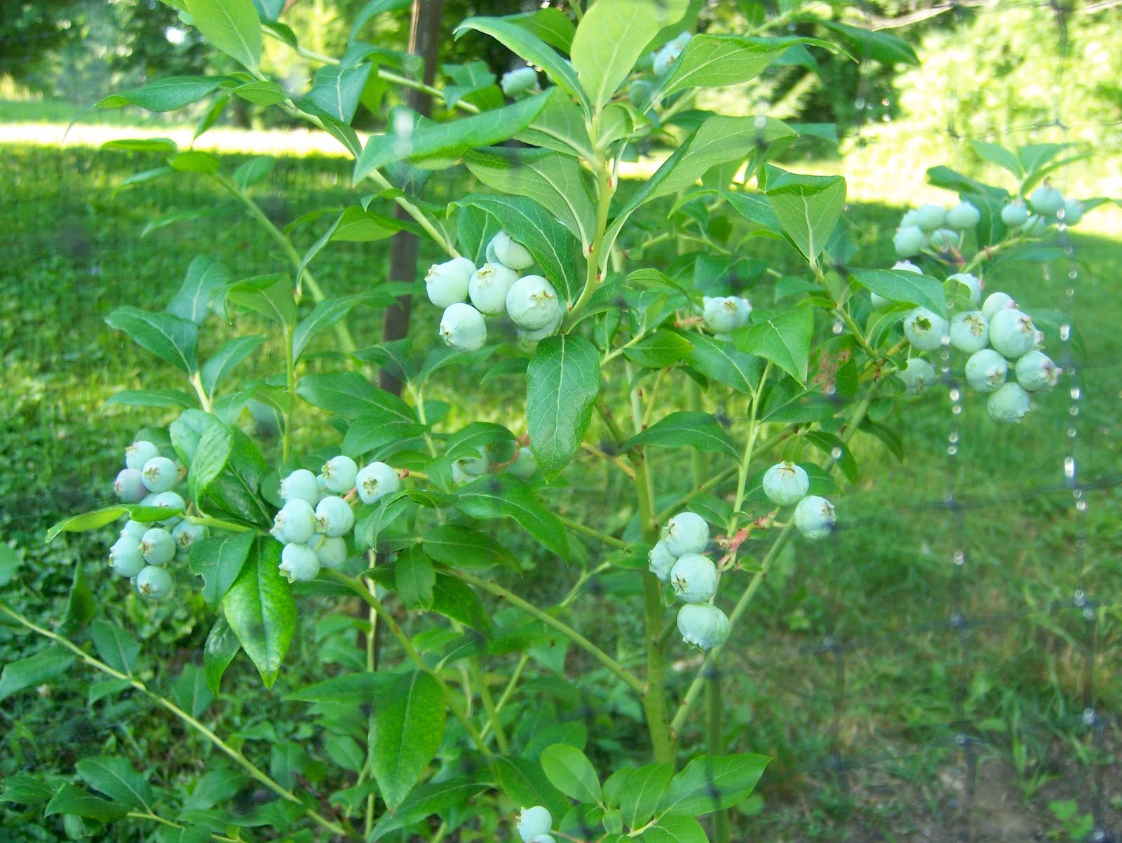 A Maine Garden Blueberry netting