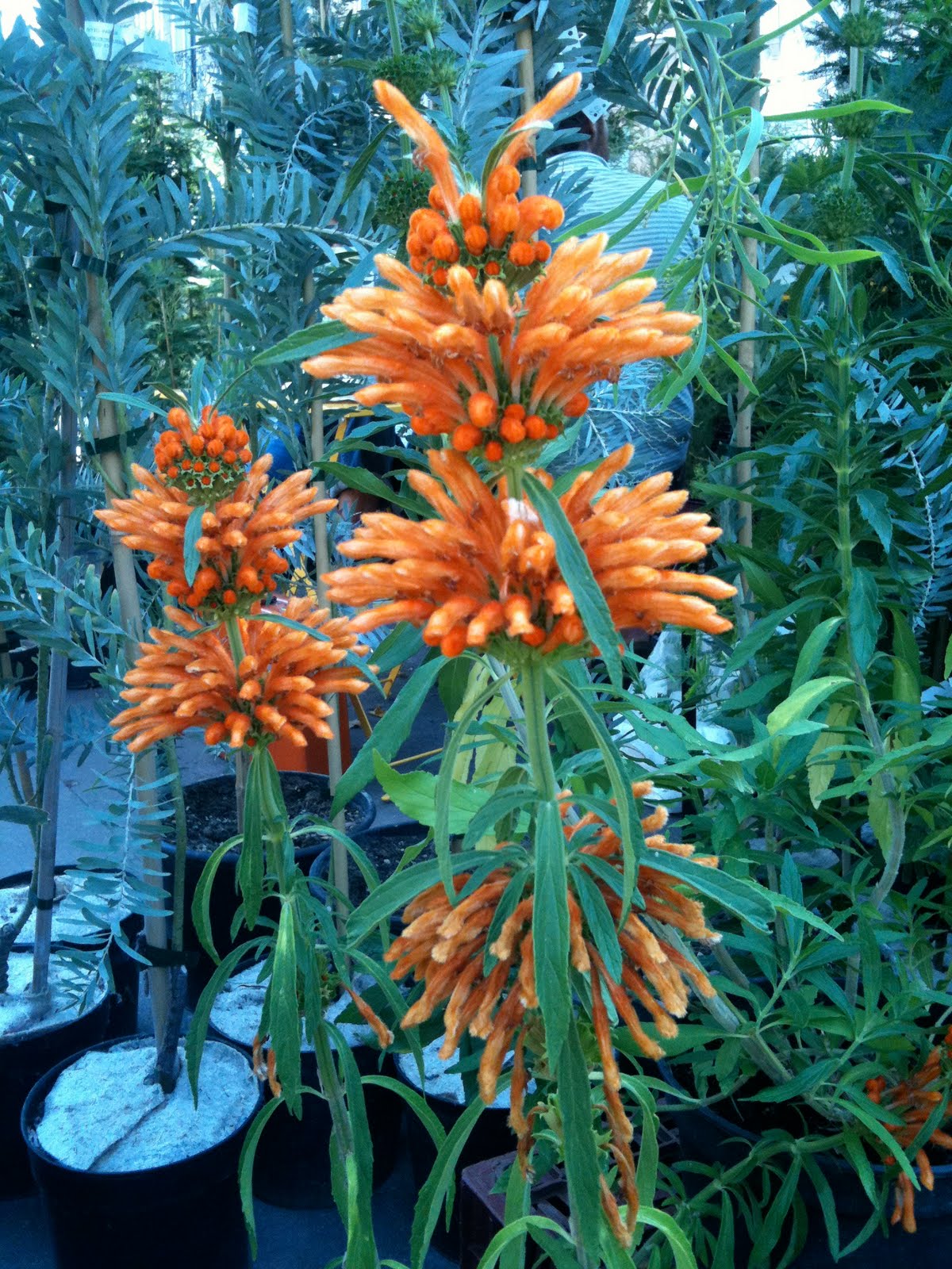 Let me tell you: Plantes & Jardins