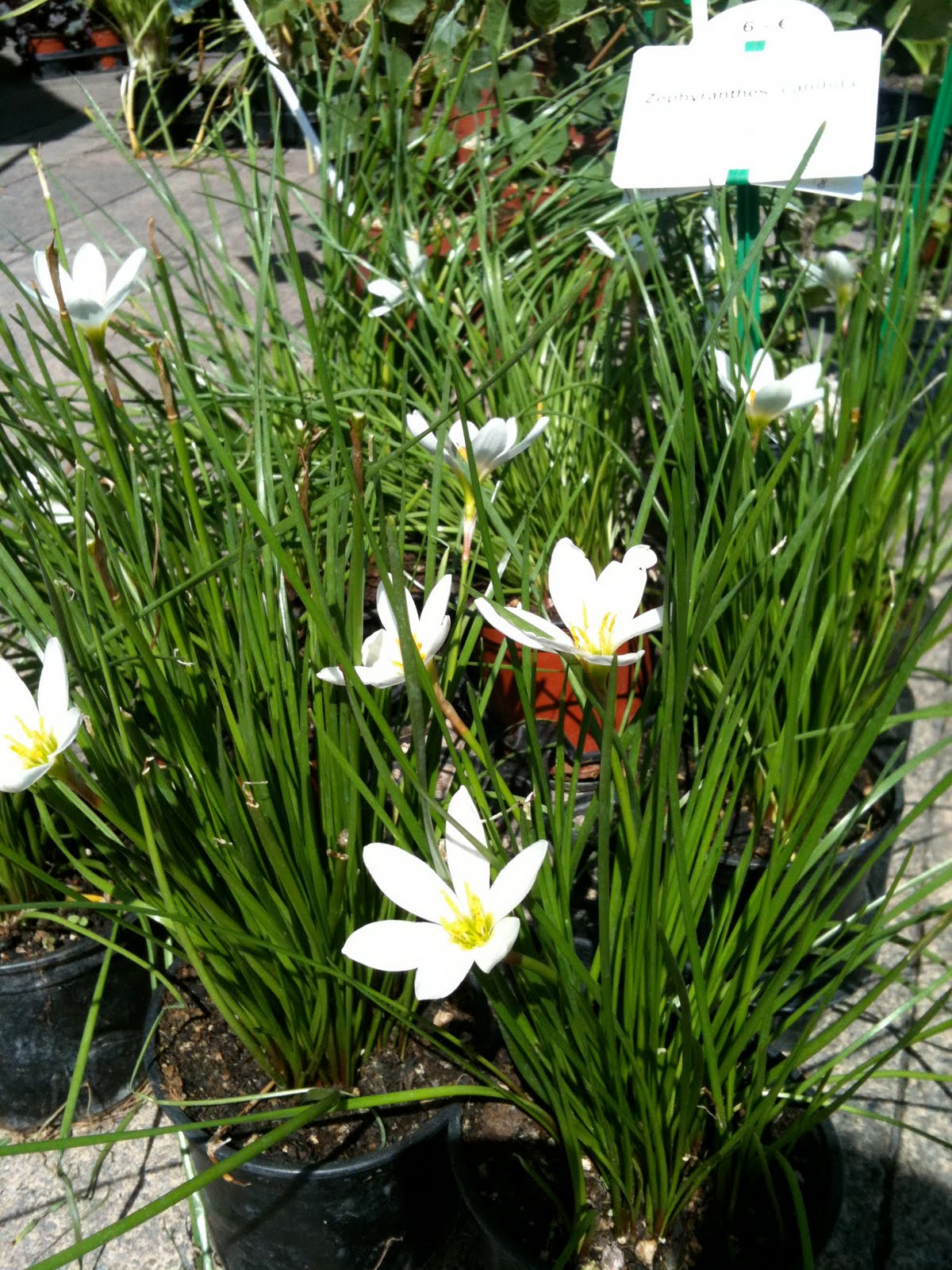 Let me tell you: Plantes & Jardins