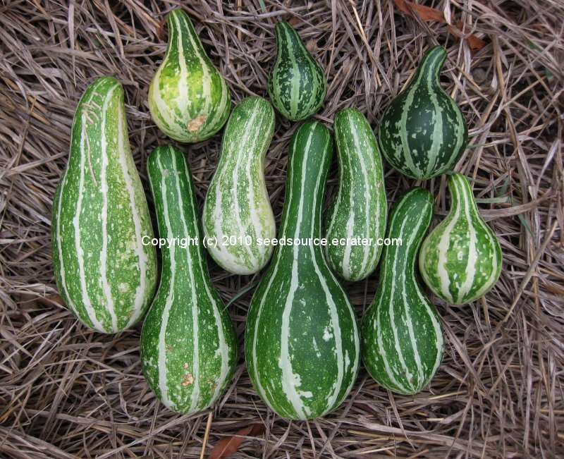 Perennial Plants, Bulbs & Seeds Texas Wild Gourd seeds