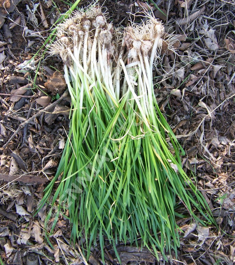 Perennial Plants, Bulbs & Seeds Wild Garlic/Wild Onion (Allium drummondii) bulbs Perennial Plants, Bulbs & Seeds Wild Garlic/Wild Onion (Allium drummondii) bulbs