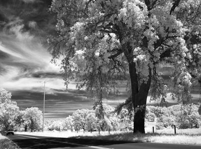Road, Tree and Sky (Black and White)