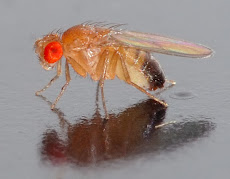 Generation of Drosophila Transgenics