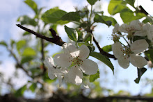 Äppelblomster