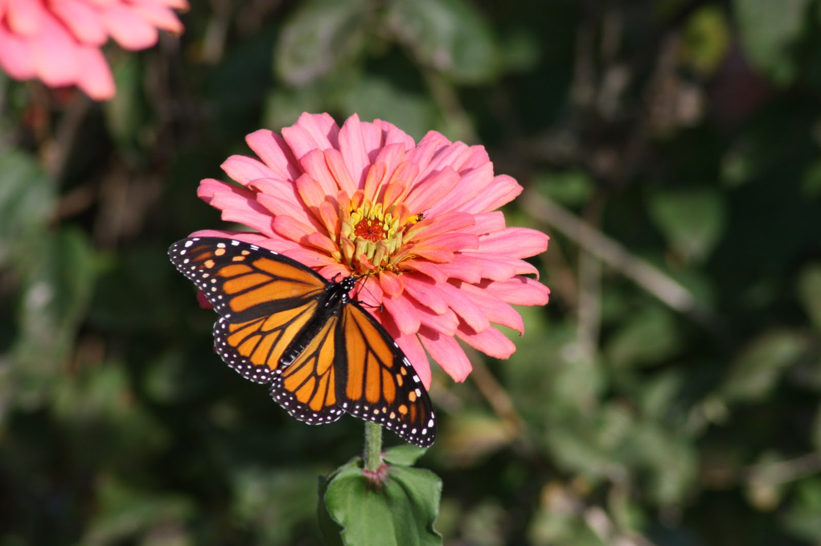 Peter Ferguson What Flowers Do Butterflies Like Uk / Purple Butterfly