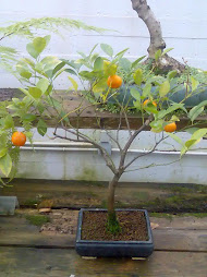 Bonsai naranjo.