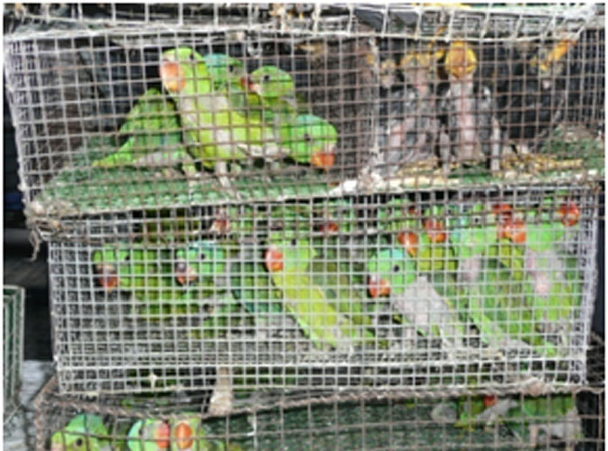 Southern Luzon Inquirer 6 sued for illegal transport of endangered animals