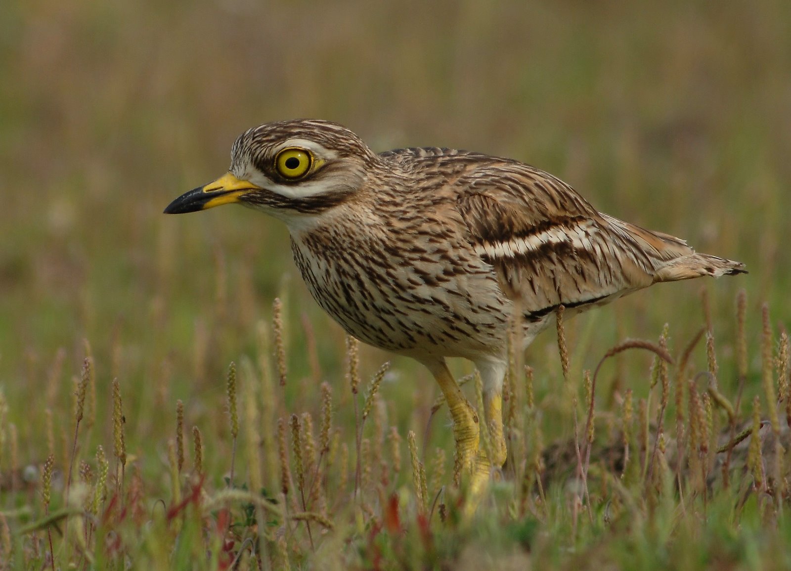 [Alcaravão_-_Eurasian_Thick-knee.jpg]