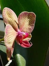 Orchidám
