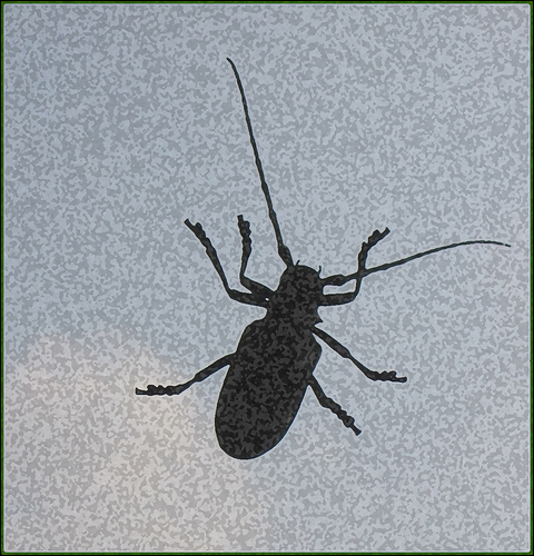 [beetle01.jpg]