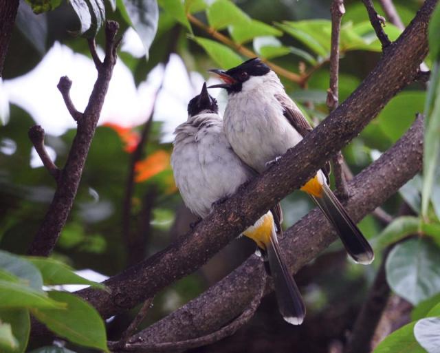 Ragam Dan Jenis: Jenis-jenis burung yang ada di Indonesia