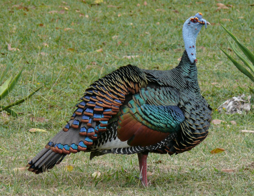 Ohio Birds and Biodiversity The other turkey