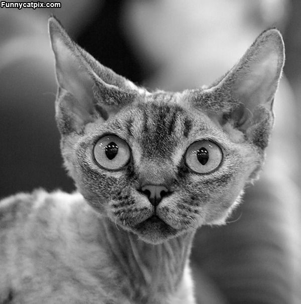 Cat Pictures Huge Cat Ears Cute Cat Pictures KucingPhotos