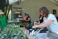 pricking out tomato and pepper seedlings