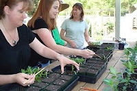 transplanting tomato and pepper seedlings