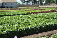 lettuce fields at shamrock seeds