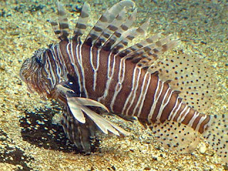 dangerous_scorpion_fish.jpg