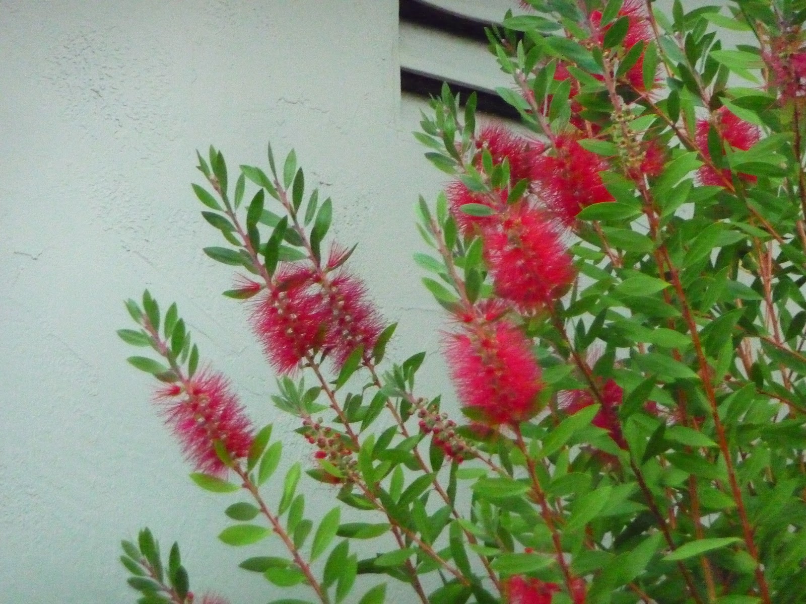 Zone Nine Bottle Brush Plant Blooming