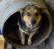 One of our dogs in her barrel