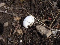 mourning dove eggshell