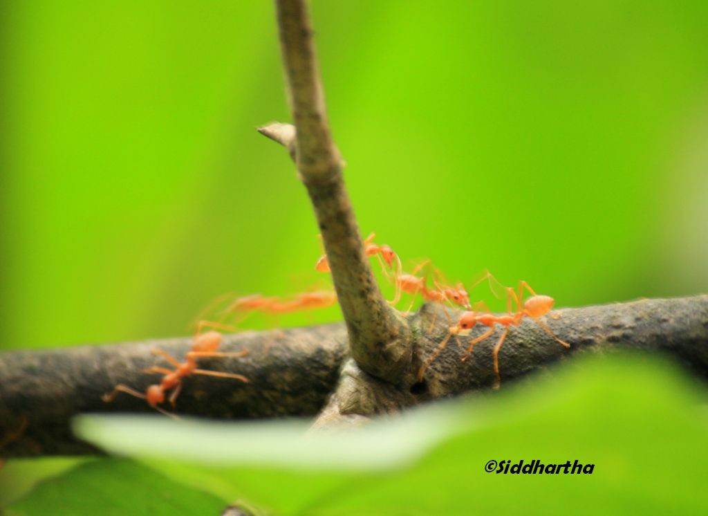Simply Siddhartha: Insect Life in Dandeli- Anshi Tiger Reserve.