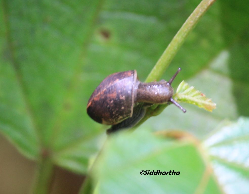 Simply Siddhartha: Insect Life in Dandeli- Anshi Tiger Reserve.