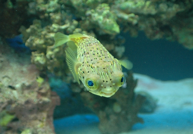 Animal Picture: Green puffer