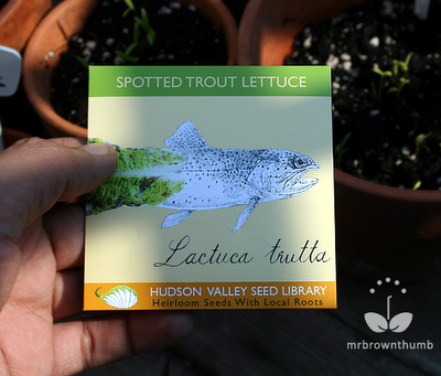 Spotted Trout lettuce Hudson Valley Seed Library