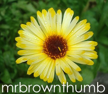 [Calendula+officinalis_Calendula_medicinal+plant+garden+in+Chicago.jpg]
