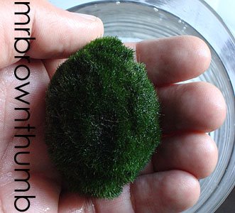 [Holding+Japanese+Moss+Ball,+Marimo.jpg]