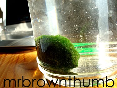 [Marimo,+Japanese+Moss+Ball+in+jar.jpg]