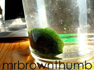 marimo, Japanese moss ball growing in a jar of water