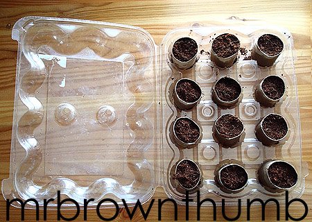 [Paper+tube+seed+pot+holder.jpg]