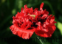 red double poppy, sowing poppy seeds
