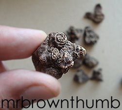 [Anemone+De+Caen.jpg]