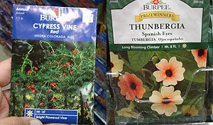 Burpee Seeds, Cypress Vine seed packs, Cardinal Climber Seed Pack