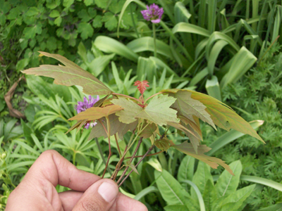 [Maple+Seedling+in+my+garden.png]