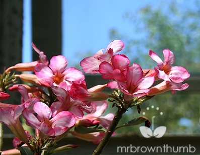 Adenium Obesum, Desert Rose Flowers