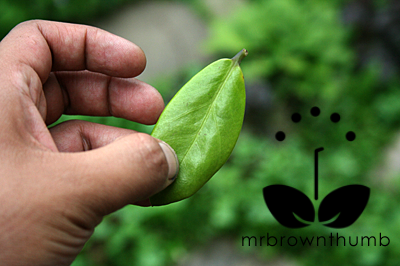 [Leaf+plucked+from+ZZ+Plant.png]