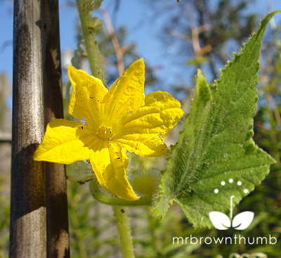 [Lemon+Cucumber+blossom+in+my+garden.png]