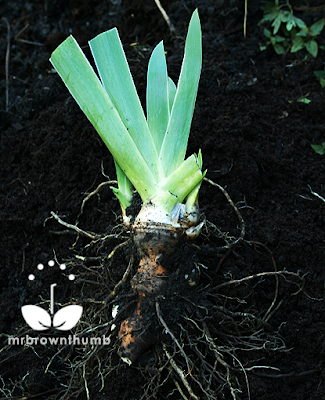 How to plant Bearded Iris