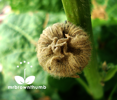 Unripe hollyhock seed pod, how to collect hollyhock seeds