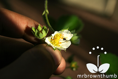 pollinating strawberry flowers on a strawberry plant