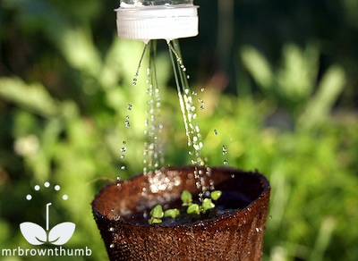 how to water small seeds and seedlings