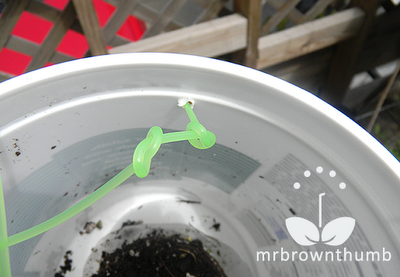 hanging wire for upside down pepper planter